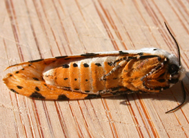 Saltmarsh Moth